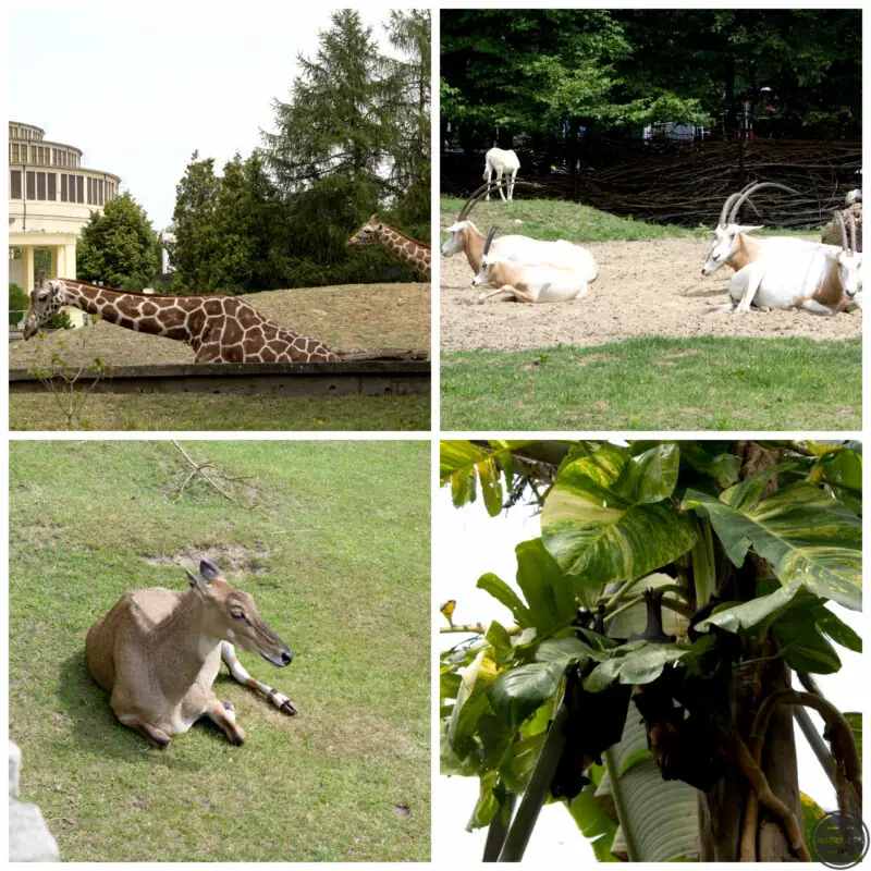 co ciekawego mozna zobaczyc we wroclawiu - zoo-29