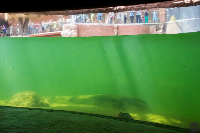 co ciekawego mozna zobaczyc we wroclawiu - zoo-33