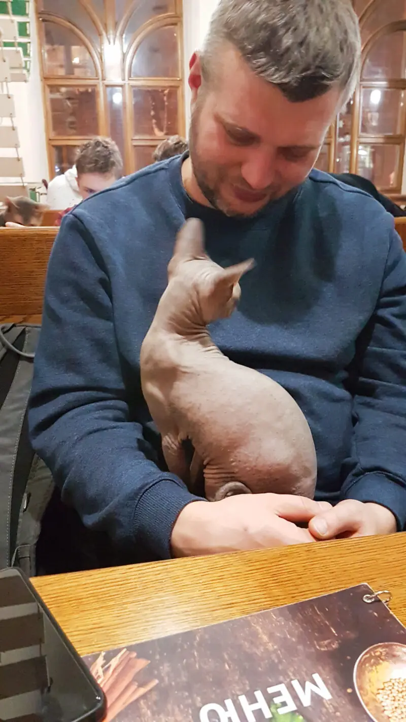 gdzie warto zjesc we lwowie restauracje i kawiarnie polecam kocia kawiarnia lwow