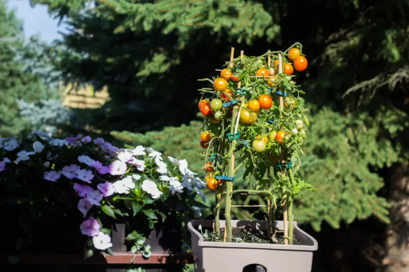 pomirdorki odkrycie 2021