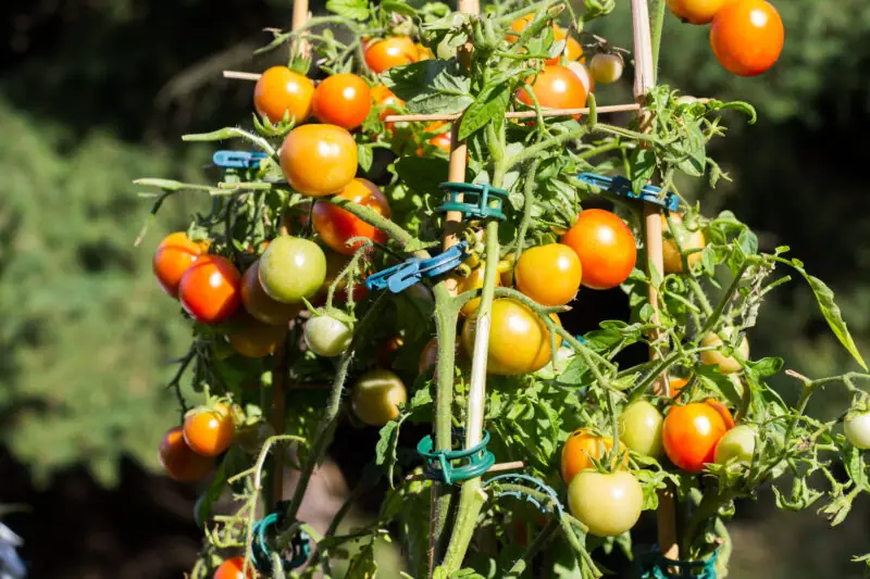 pomirdorki odkrycie 2021